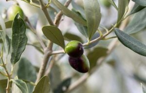 Zeytin Yaprağı Faydaları Nelerdir?