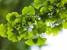 Ginkgo Biloba Ne İşe Yarar? Çayının Faydaları Nelerdir?